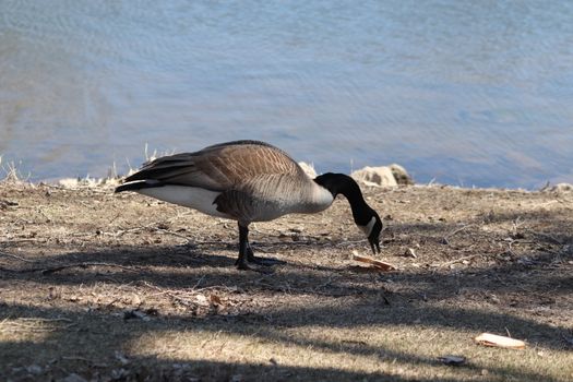 Wild Goose playing in the Ta-Ha-Zouka Park . High quality photo