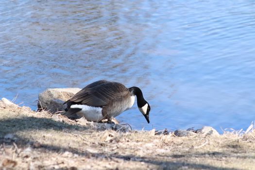 Wild Goose playing in the Ta-Ha-Zouka Park . High quality photo