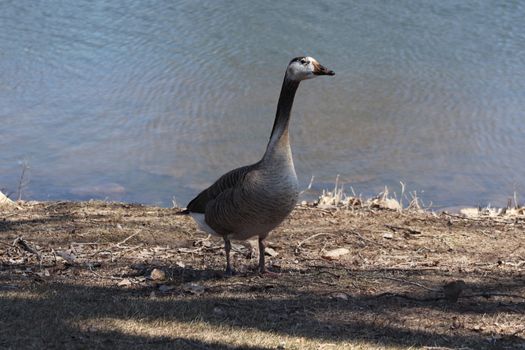 Wild Goose playing in the Ta-Ha-Zouka Park . High quality photo