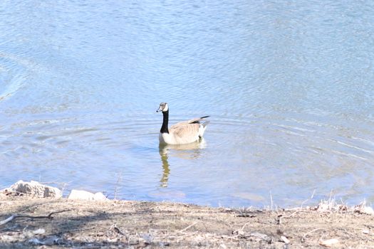 Wild Goose playing in the Ta-Ha-Zouka Park . High quality photo