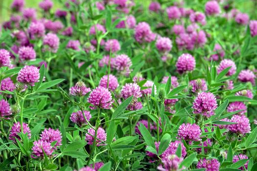 Pink color flowers of blooming clover on the field close up view on bright sunny summer day closeup view