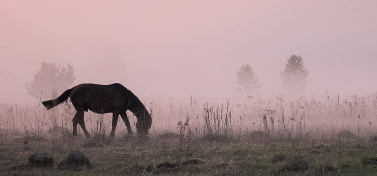 The horse grazes in a clearing. Fog on the meadow where the horse grazes.