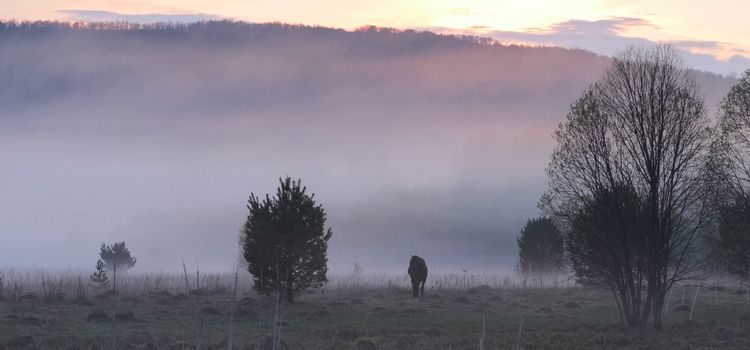 The horse grazes in a clearing. Fog on the meadow where the horse grazes.