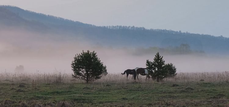 The horse grazes in a clearing. Fog on the meadow where the horse grazes.