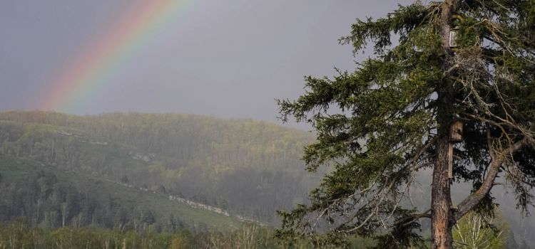 Rainbow in the sky against the pine. Rainbow over the taiga.