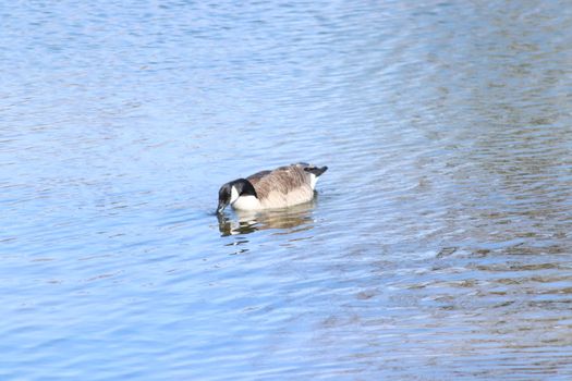 Wild Goose playing in the Ta-Ha-Zouka Park . High quality photo