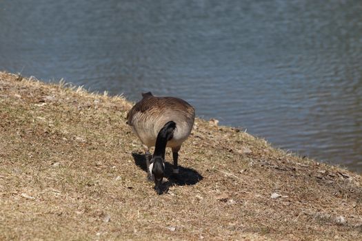 Wild Goose playing in the Ta-Ha-Zouka Park . High quality photo