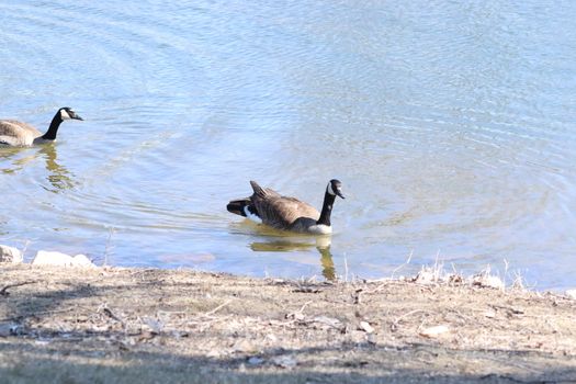 Wild Goose playing in the Ta-Ha-Zouka Park . High quality photo