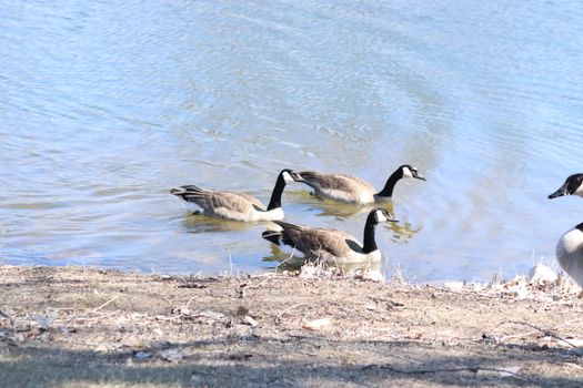 Wild Goose playing in the Ta-Ha-Zouka Park . High quality photo