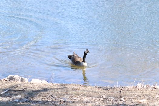 Wild Goose playing in the Ta-Ha-Zouka Park . High quality photo