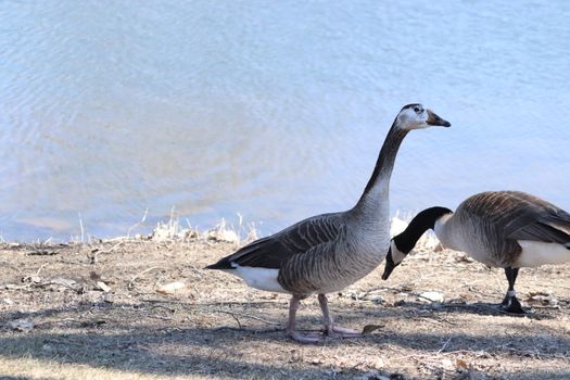 Wild Goose playing in the Ta-Ha-Zouka Park . High quality photo