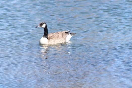 Wild Goose playing in the Ta-Ha-Zouka Park . High quality photo