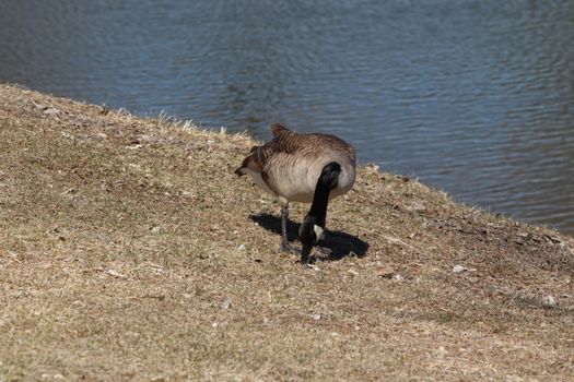 Wild Goose playing in the Ta-Ha-Zouka Park . High quality photo