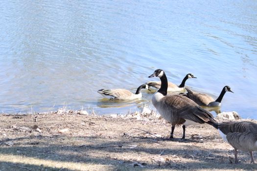 Wild Goose playing in the Ta-Ha-Zouka Park . High quality photo