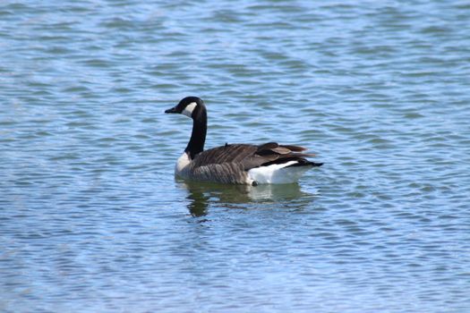 Wild Goose playing in the Ta-Ha-Zouka Park . High quality photo