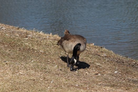 Wild Goose playing in the Ta-Ha-Zouka Park . High quality photo