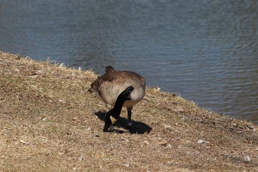 Wild Goose playing in the Ta-Ha-Zouka Park . High quality photo