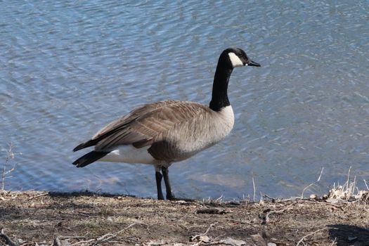 Wild Goose playing in the Ta-Ha-Zouka Park . High quality photo