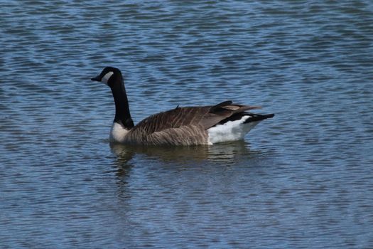 Wild Goose playing in the Ta-Ha-Zouka Park . High quality photo