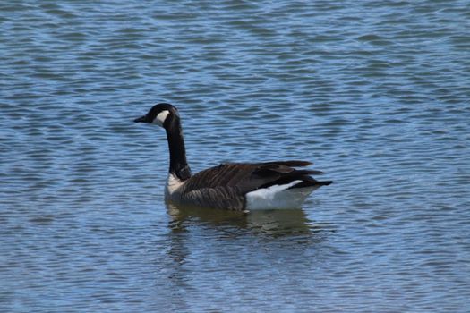 Wild Goose playing in the Ta-Ha-Zouka Park . High quality photo