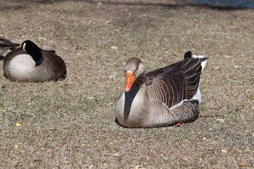 Wild Goose playing in the Ta-Ha-Zouka Park . High quality photo