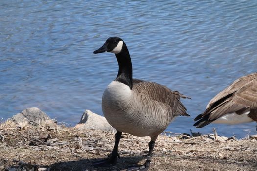 Wild Goose playing in the Ta-Ha-Zouka Park . High quality photo