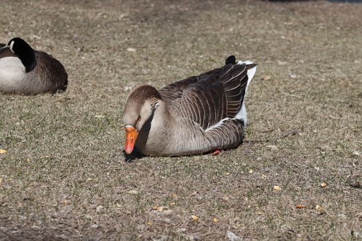 Wild Goose playing in the Ta-Ha-Zouka Park . High quality photo