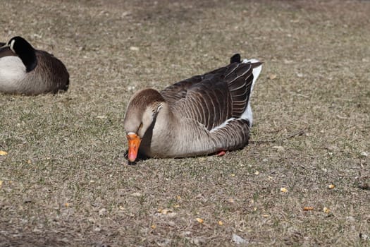 Wild Goose playing in the Ta-Ha-Zouka Park . High quality photo