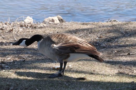 Wild Goose playing in the Ta-Ha-Zouka Park . High quality photo