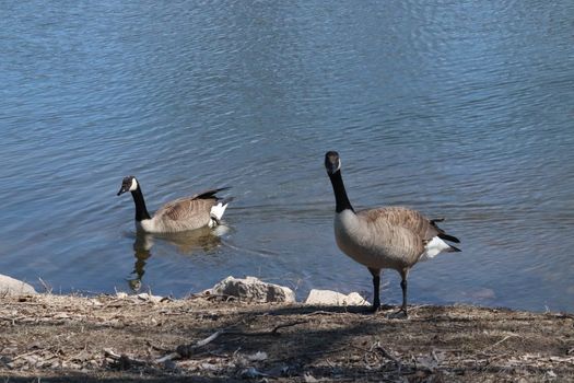 Wild Goose playing in the Ta-Ha-Zouka Park . High quality photo