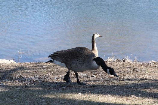 Wild Goose playing in the Ta-Ha-Zouka Park . High quality photo