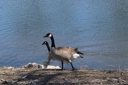 Wild Goose playing in the Ta-Ha-Zouka Park . High quality photo