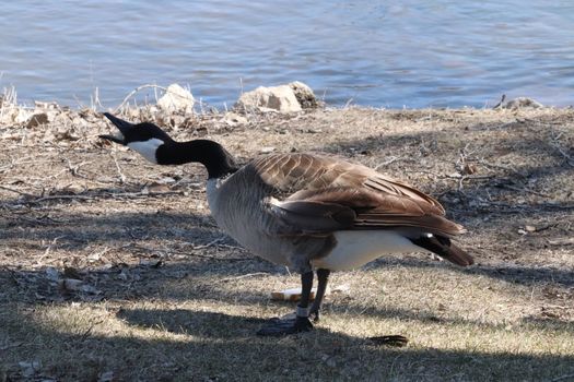 Wild Goose playing in the Ta-Ha-Zouka Park . High quality photo