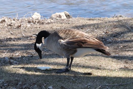 Wild Goose playing in the Ta-Ha-Zouka Park . High quality photo