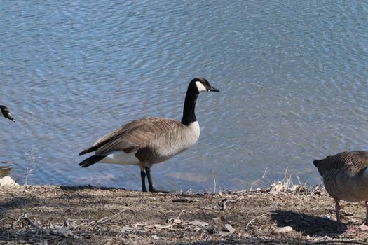 Wild Goose playing in the Ta-Ha-Zouka Park . High quality photo