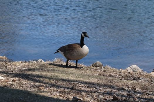 Wild Goose playing in the Ta-Ha-Zouka Park . High quality photo