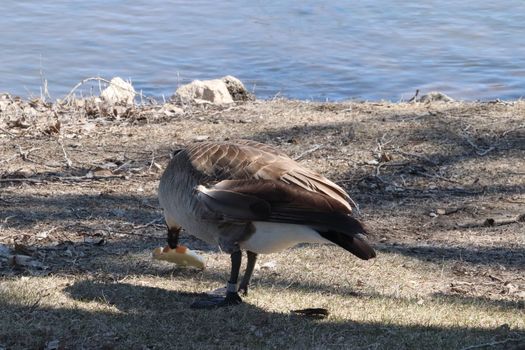 Wild Goose playing in the Ta-Ha-Zouka Park . High quality photo