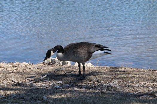 Wild Goose playing in the Ta-Ha-Zouka Park . High quality photo