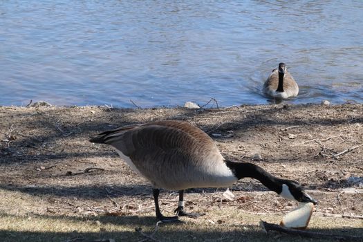 Wild Goose playing in the Ta-Ha-Zouka Park . High quality photo