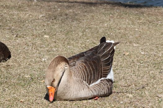 Wild Goose playing in the Ta-Ha-Zouka Park . High quality photo