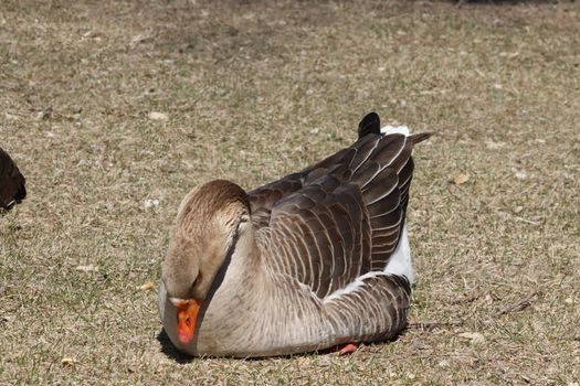 Wild Goose playing in the Ta-Ha-Zouka Park . High quality photo