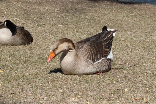 Wild Goose playing in the Ta-Ha-Zouka Park . High quality photo