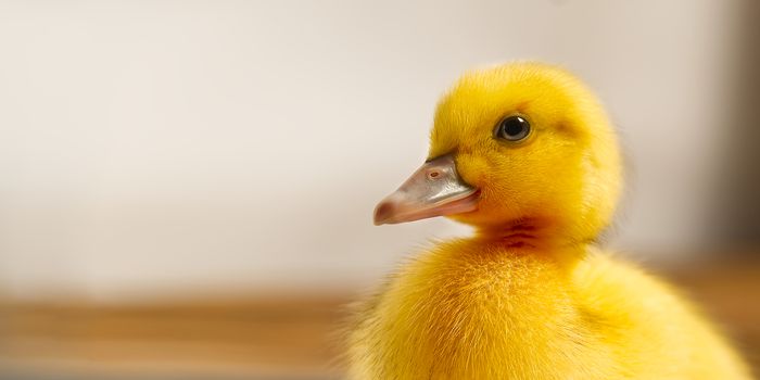 Newborn cute yellow little duckling close up. portrait of yellow duckling