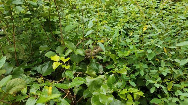 green snaked coiled in green leaves on plant