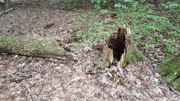 fallen rotten tree with stump in forest or woods with leaves