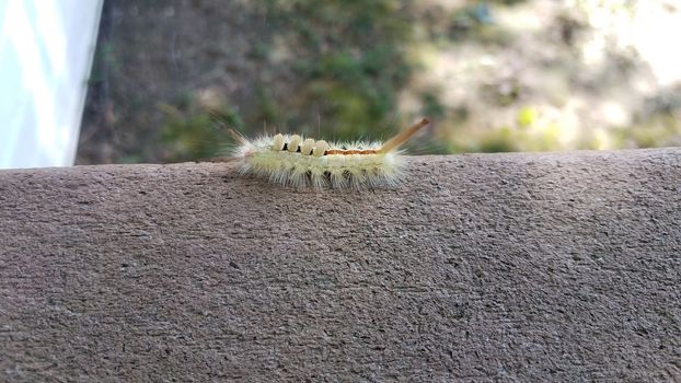 fuzzy green caterpillar insect or bug on wood railing
