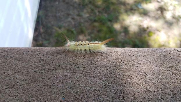 fuzzy green caterpillar insect or bug on wood railing
