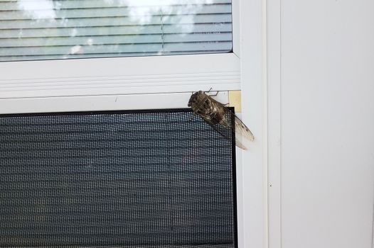cicada insect bug animal with wings on screen door