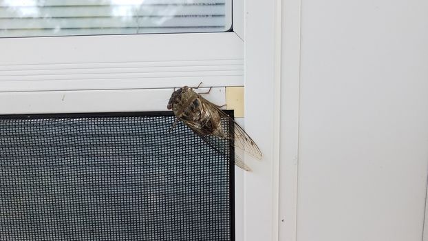 cicada insect bug animal with wings on screen door