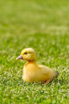 Small newborn ducklings walking on backyard on green grass. Yellow cute duckling running on meadow field in sunny day. Banner or panoramic shot with duck chick on grass